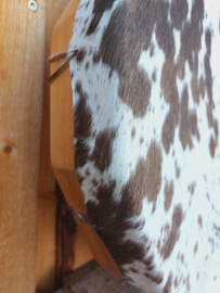 "Karysha" (Appaloosa Paard)