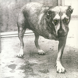 Alice in chains - Alice in chains (Limited edition 30th anniversary Yellow Vinyl)
