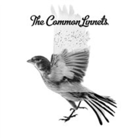 Common linnets - I