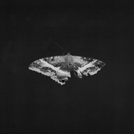 Kendrick Lamar - To pimp a butterfly (2-LP) (Limited edition, Indie-only)