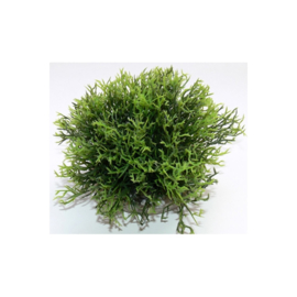 Green Moss XL 12cm