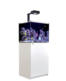 Reefer 170 Deluxe Wit