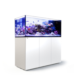Reefer Peninsula 650 Wit