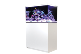 Reefer 250 Wit
