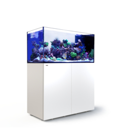 Reefer Peninsula 500 Wit