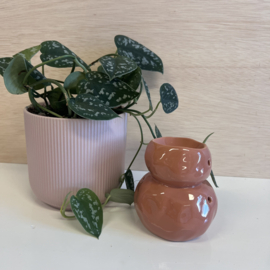 brander  Pep/terra