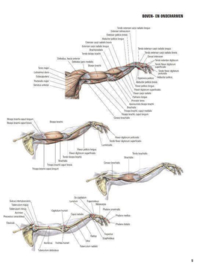 Krachttraining een anatomische benadering , Frédéric Delavier Serie: Forte Sportief