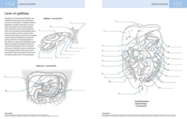 Anatomie werk- en kleurboek voor zelfstudie (nieuwe editie) meer dan 350 gedetailleerde illustraties , Kurt H. Albertine, Ph.D.