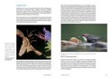 Handboek natuurfotografie artistieke aspecten, kijkvaardigheid en idee-ontwikkeling  ,  B. Siebelink