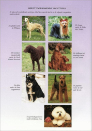 Het grote trim-, knip- en verzorgingsboek voor honden de ideale handleiding voor het trimmen van honden, geschreven en geredigeerd door internationale trimmers , Eileen Geeson