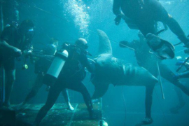 Dark Tide (Blu-ray is niet afspeelbaar in normale DVD-spelers!) , Halle Berry