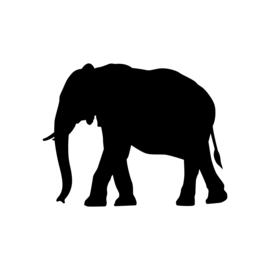 Olifant - jungledieren