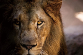 Lion King Shade Close up