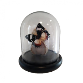 Agaatschijf met vlinders in stolp Black/Brown