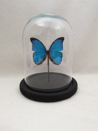1 vlinder Morpho Melanus in stolp