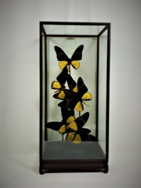 7 vlinders Ornithoptera Troides in vitrine