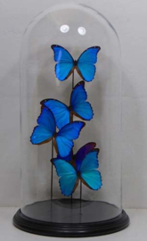 5 vlinders Morpho Didius  in stolp