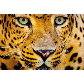 Close up Leopard intense eyes    80x120