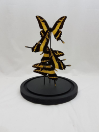 4 vlinders Papilio Thoas  in stolp