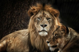 Two Lion faces