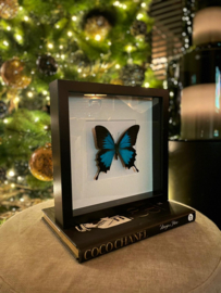 Papilio ulysses in lijst