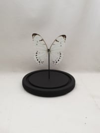 1 vlinder Morphy Luna in stolp
