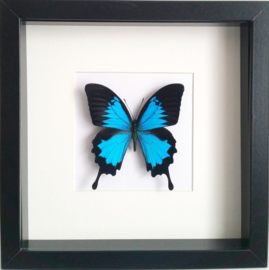 Papilio ulysses in lijst