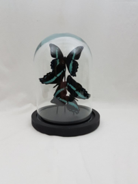 3 vlinders Papilio Bromius  in stolp