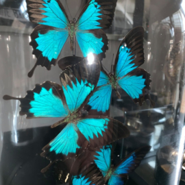 5 vlinders Papilio Ulysses  in stolp