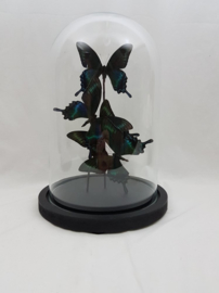 4 vlinders Papilio Maackii  in stolp