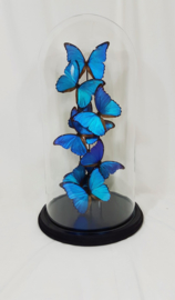 9 vlinders Morpho Didius  in stolp
