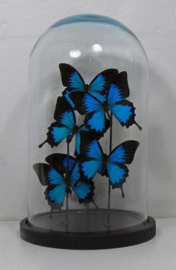 5 vlinders Papilio Ulysses  in stolp
