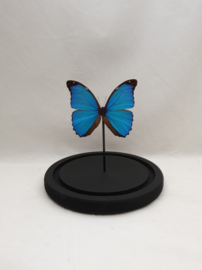 1 vlinder Morpho Melanus in stolp