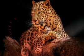 Leopard on wood