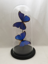 2 vlinders Morpho Didius  in stolp
