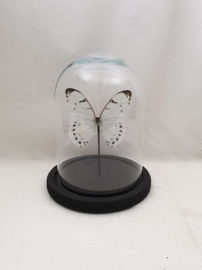 1 vlinder Morphy Luna in stolp