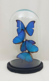 3 vlinders Morpho Didius  in stolp