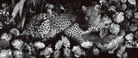 Leopard on wood with flowers black and white