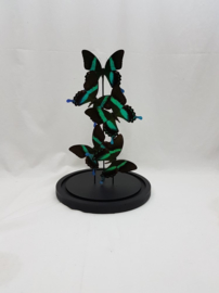 5 vlinders Papilio Blumei  in stolp