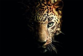 Wildlife