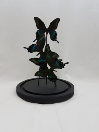 4 vlinders Papilio Maackii  in stolp