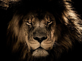 Lion King Close up 120x80cm