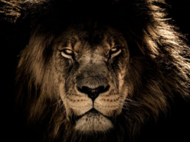 Lion King Close up