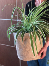Plantenzak groot