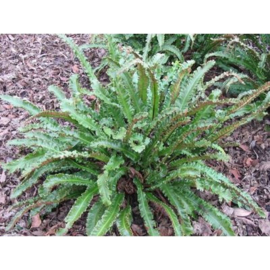 Asplenium scol. 'Angustatum'