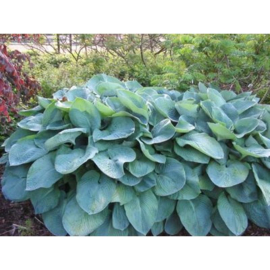 Hosta sieboldiana 'Elegans'