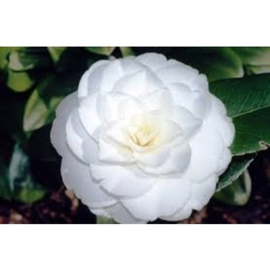 Camellia japonica 'Alba Plena'