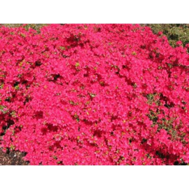 Rhododendron Hino Crimson