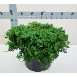 Juniperus Horizontalis 'Wiltonii'