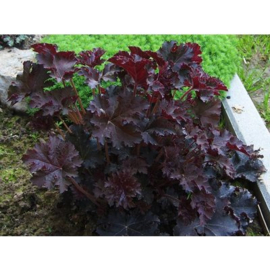 Heuchera 'Palace Purple'